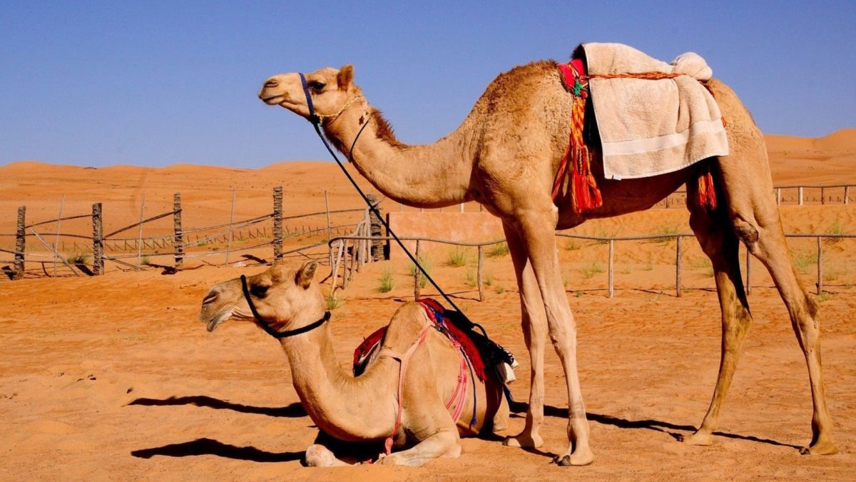 Сколько стоит верблюд в Египте в 2024: цены за 1 особь