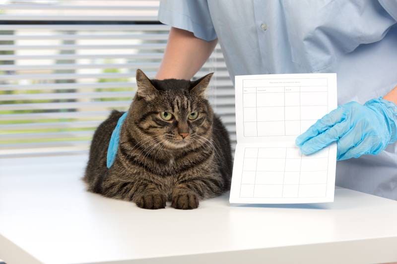 Стоимость ветеринарного паспорта для кошки