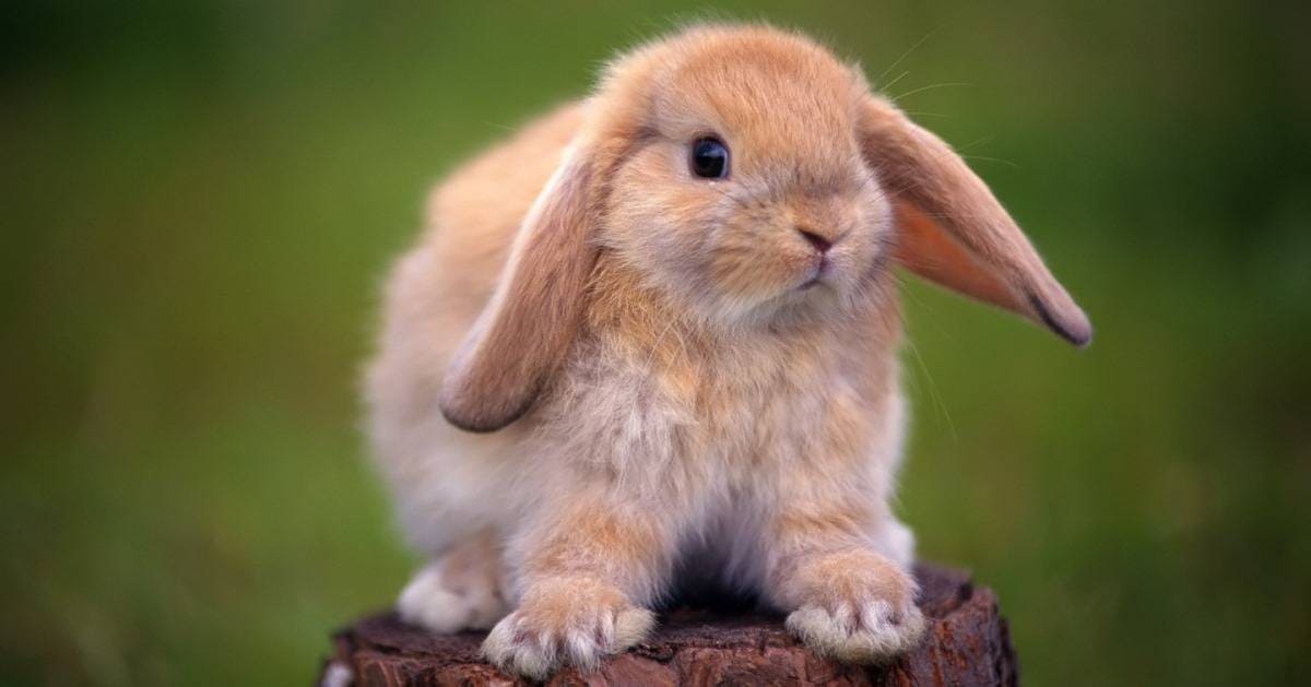 Сколько стоит кролик живой в 2024: цены за 1 особь