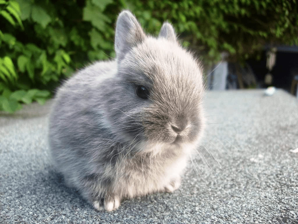 Фото по запросу Карликовые кролики