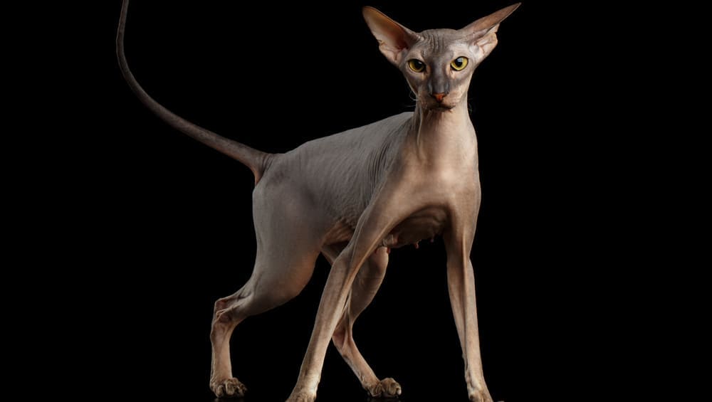 Cena kočky Sphynx