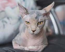 Cena kočky Sphynx