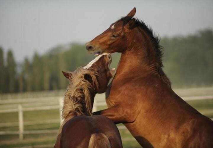 160 лошадей. Лошадь купить живую. Каких можно купить лошадок живых.