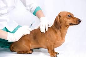 Сколько стоит комплексная прививка для собаки