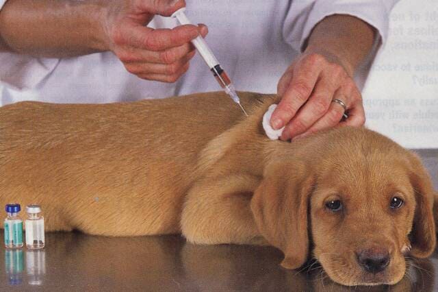Цена комплексной прививки для собак