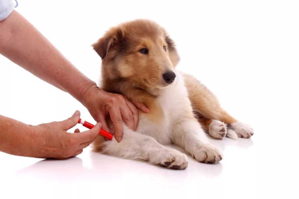 Стоимость комплексной прививки для собаки